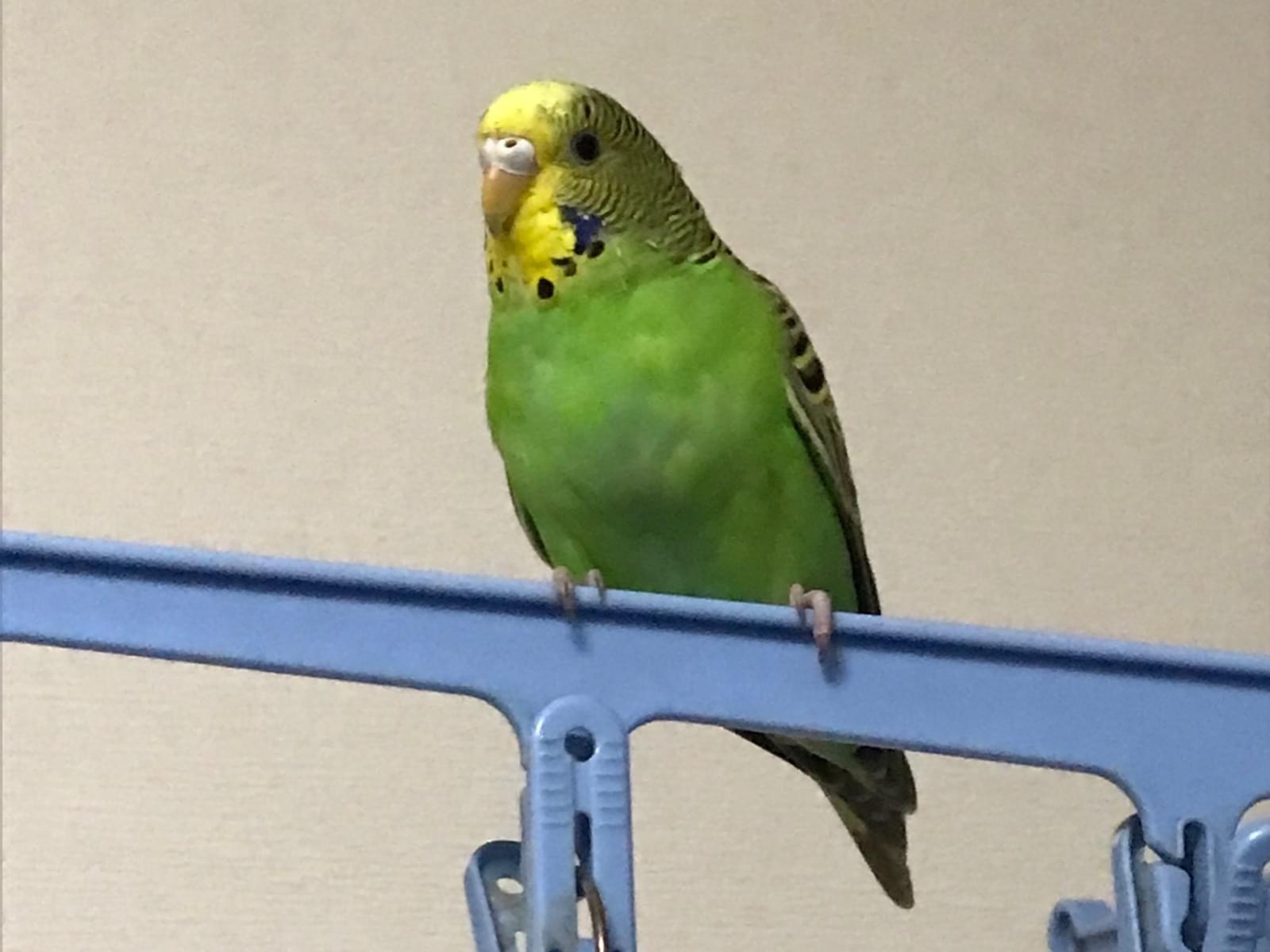 保護された鳥 保護された鳥