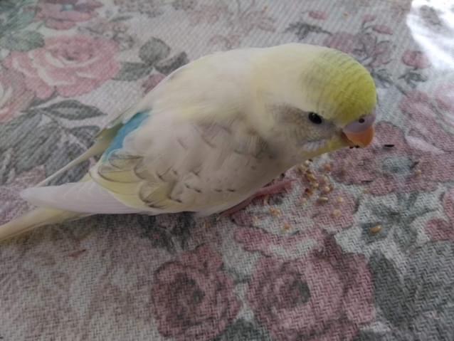 ロメオちゃん ロメオちゃん