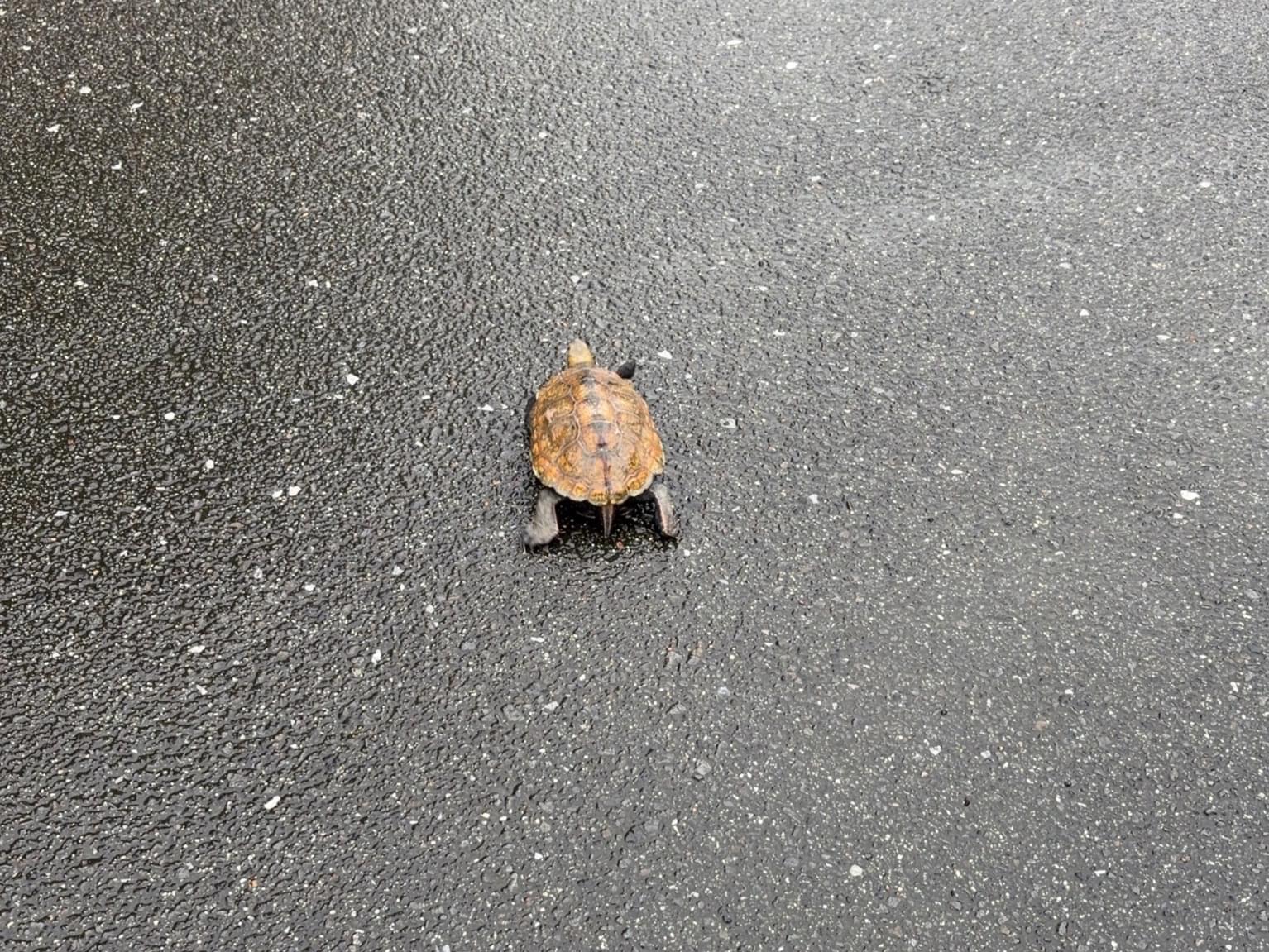 チビちゃん
