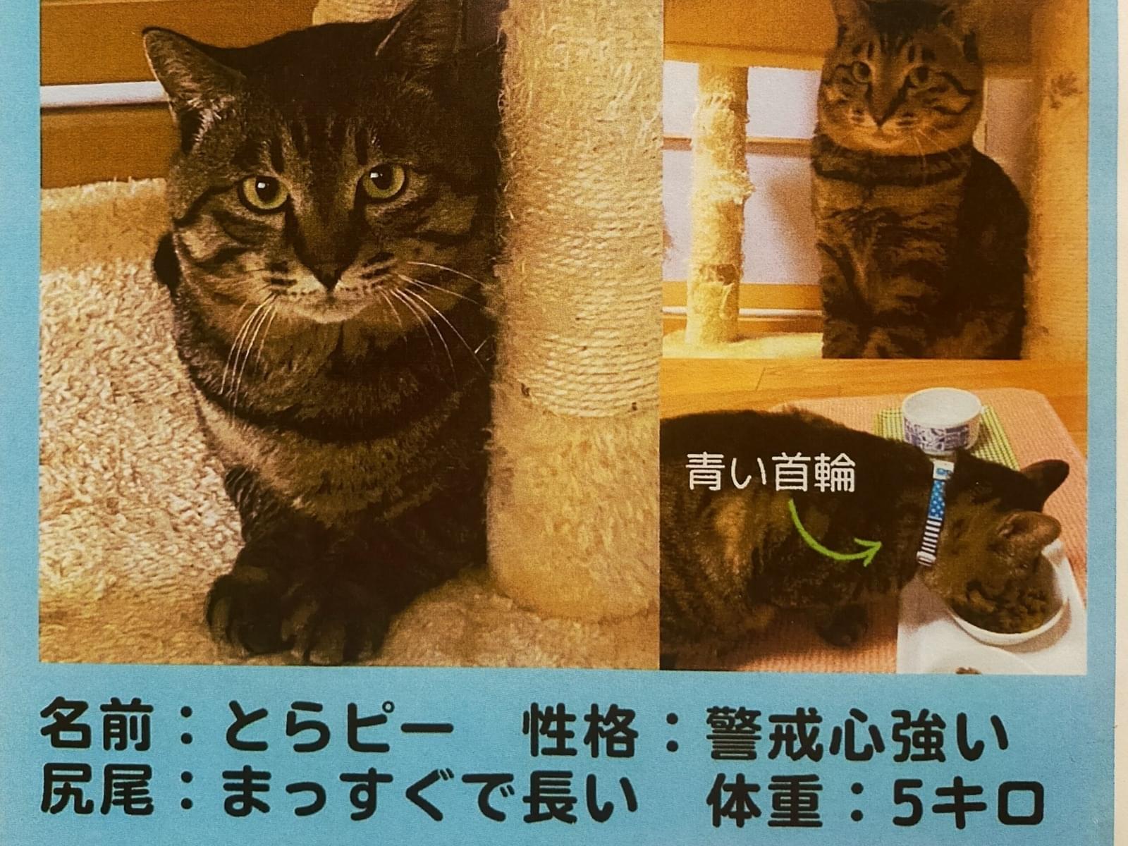 とらピーちゃん とらピーちゃん