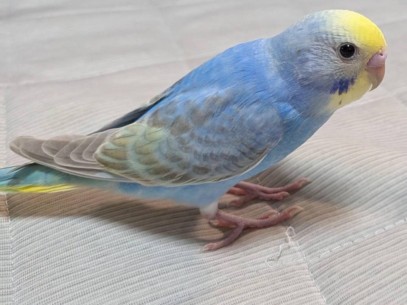ラムネちゃん ラムネちゃん
