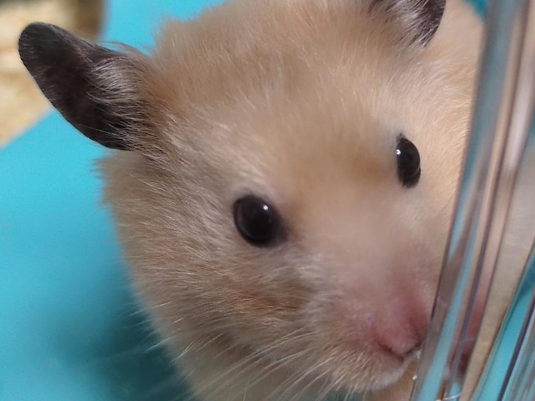 福吉ちゃん