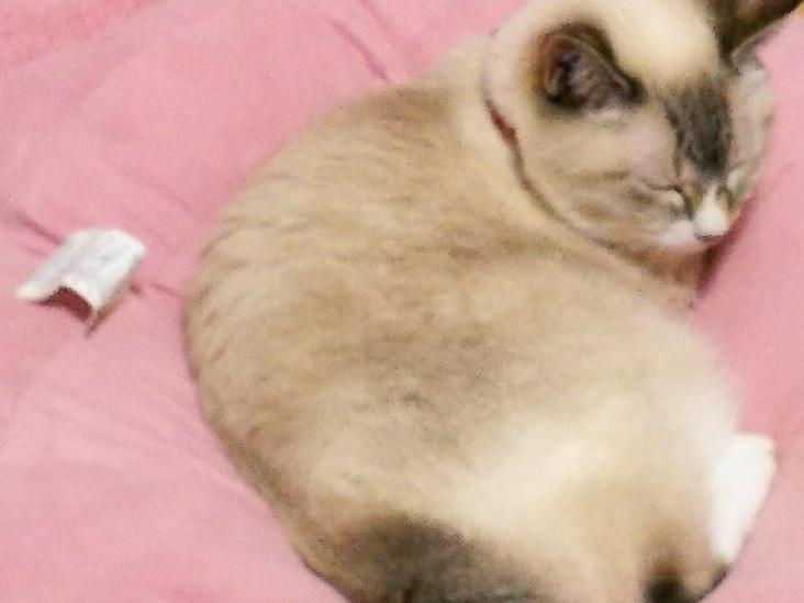 モモちゃん モモちゃん