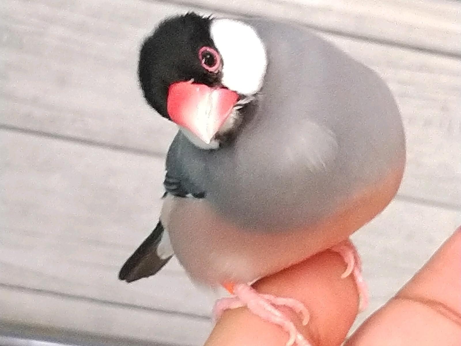 ちび子さんちゃん ちび子さんちゃん