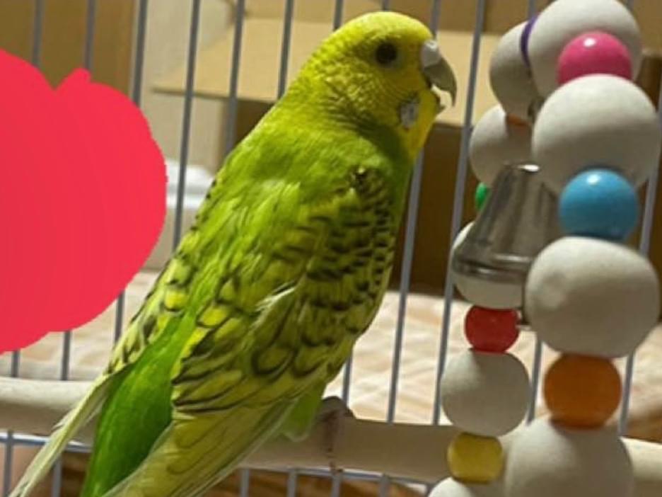 よもぎちゃん よもぎちゃん