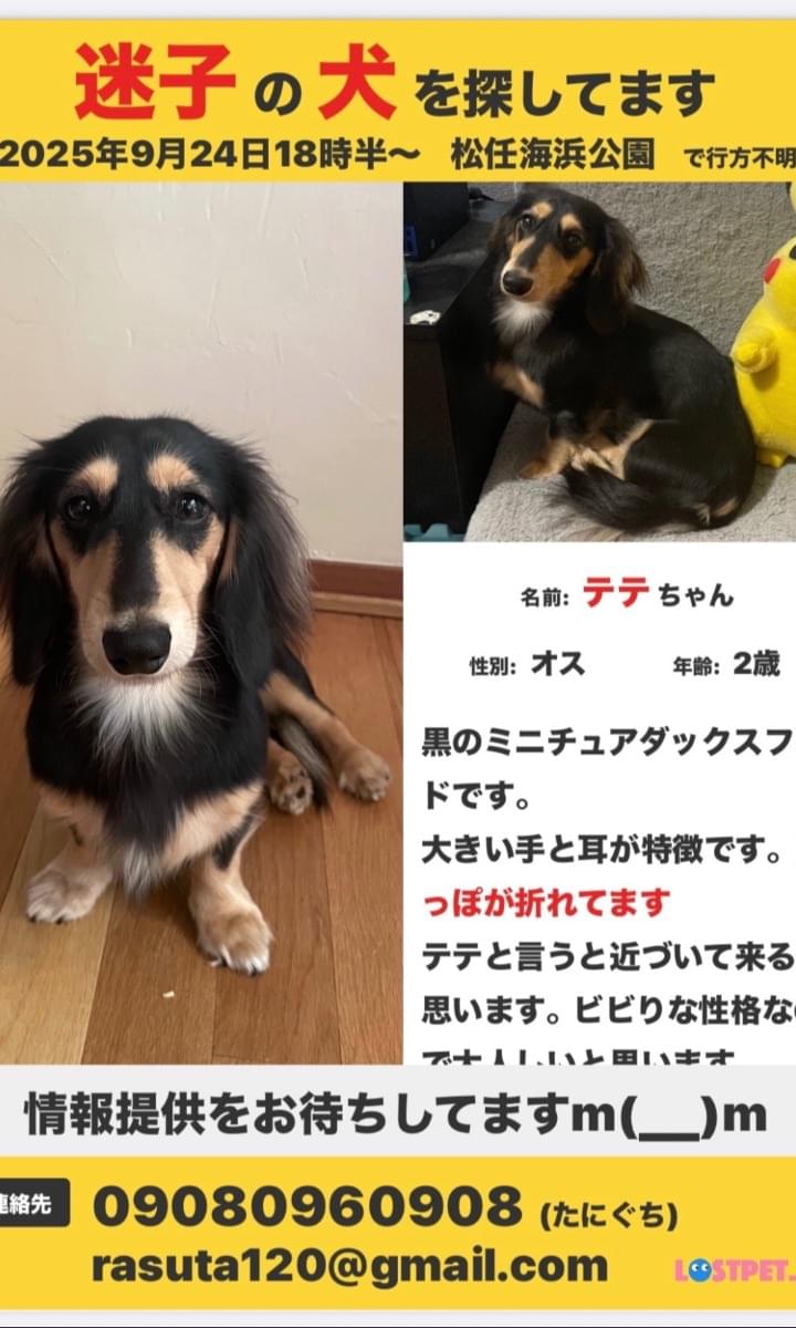 耳とまゆげが大きいダックスフンドを探してます