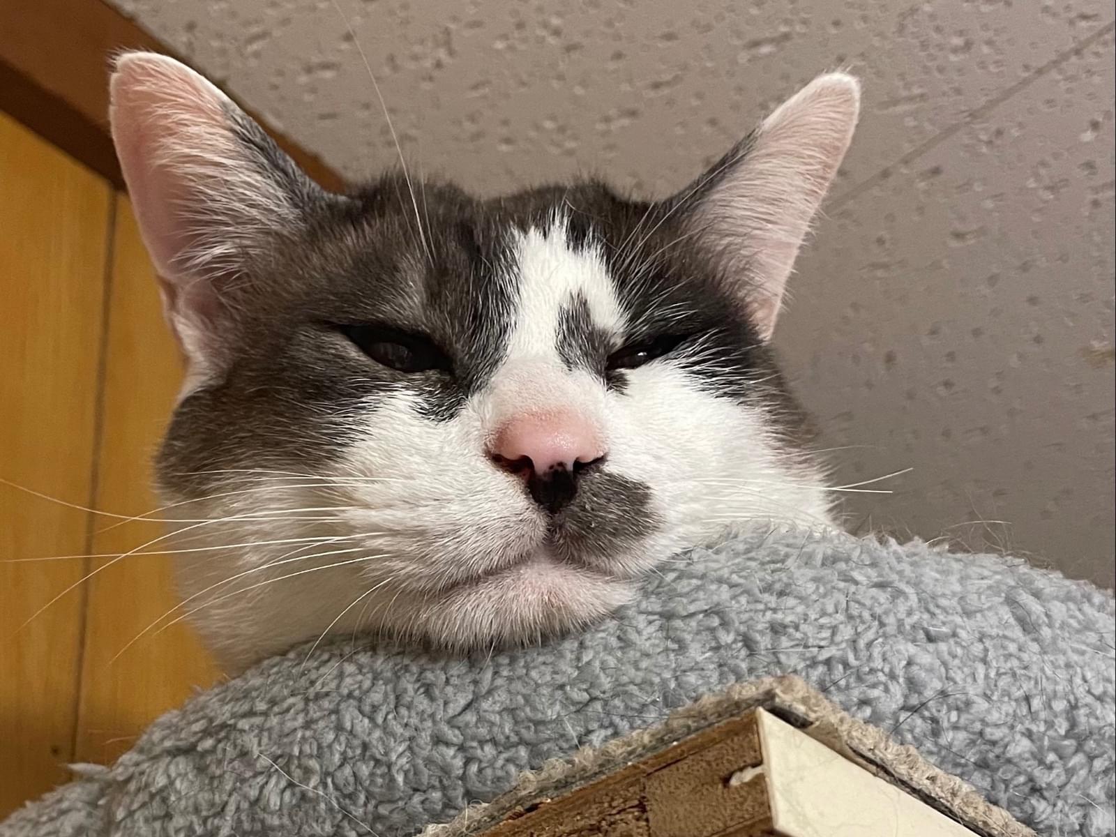 でんすけちゃん