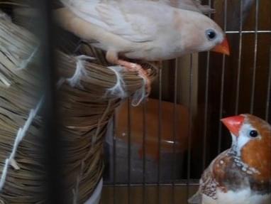 迷子になった鳥 迷子になった鳥