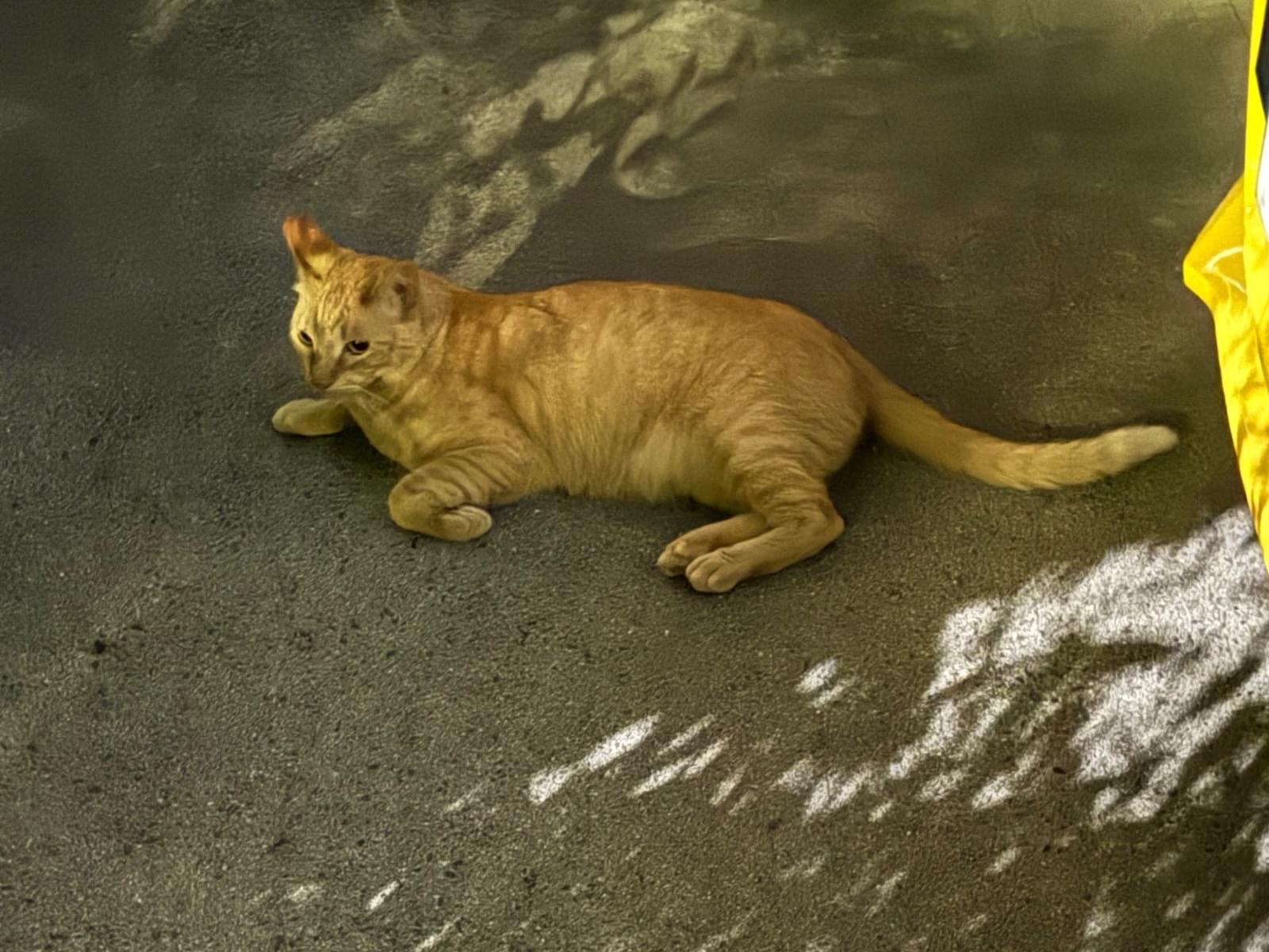 目撃された猫 目撃された猫