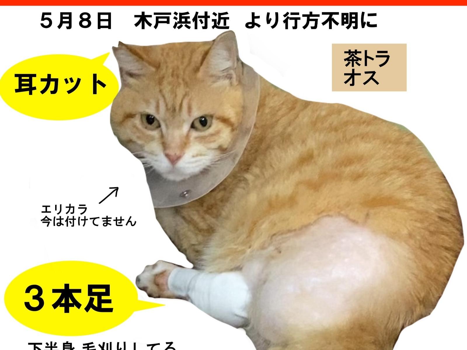 しっぽなちゃん しっぽなちゃん