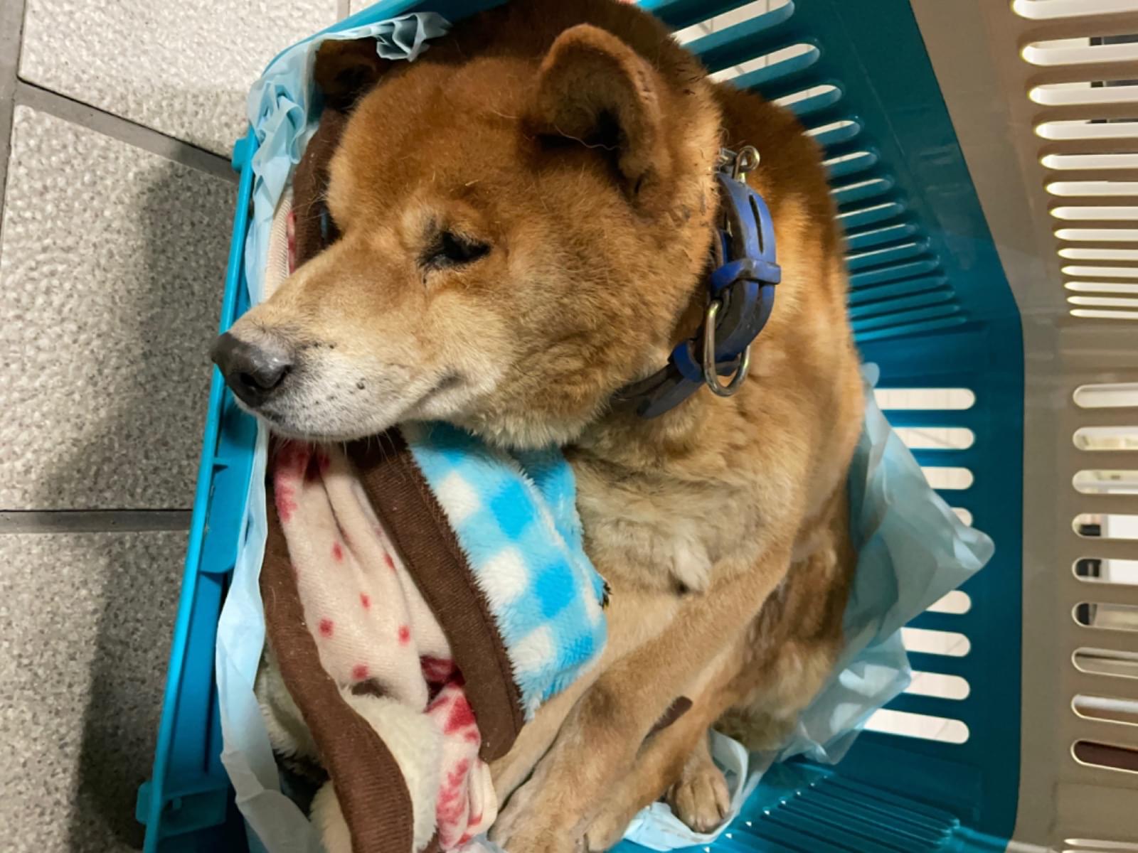 保護された犬 保護された犬