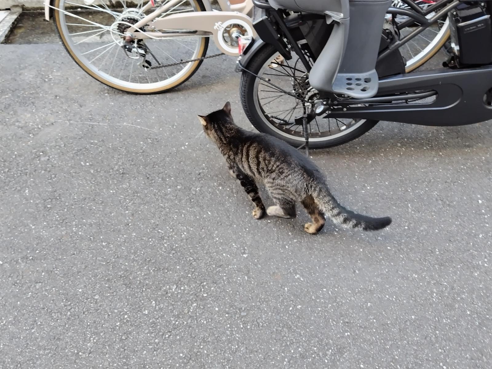 目撃された猫 目撃された猫