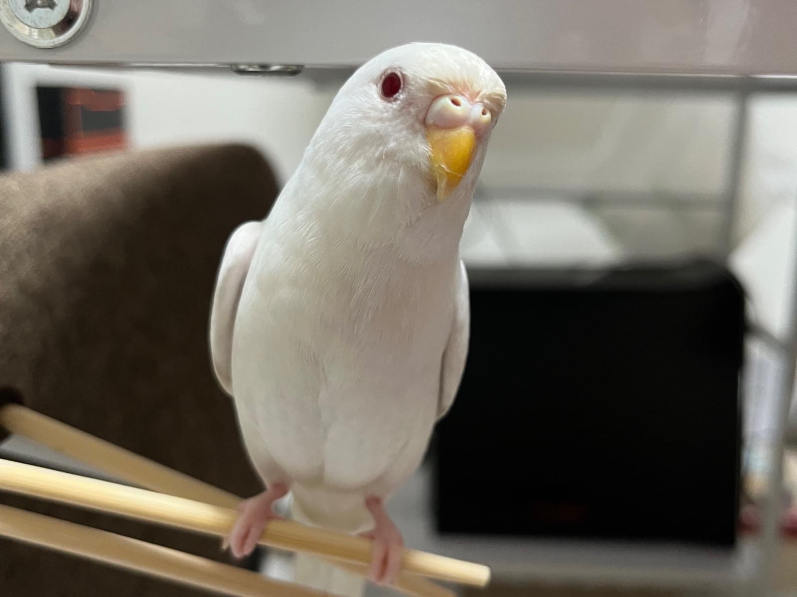 おもちちゃん おもちちゃん