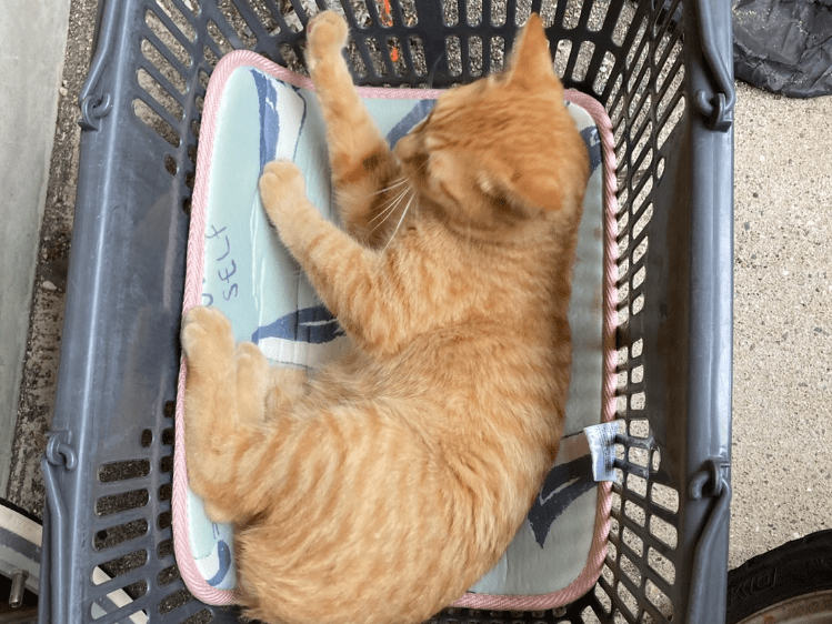 ちゃちゃちゃん ちゃちゃちゃん