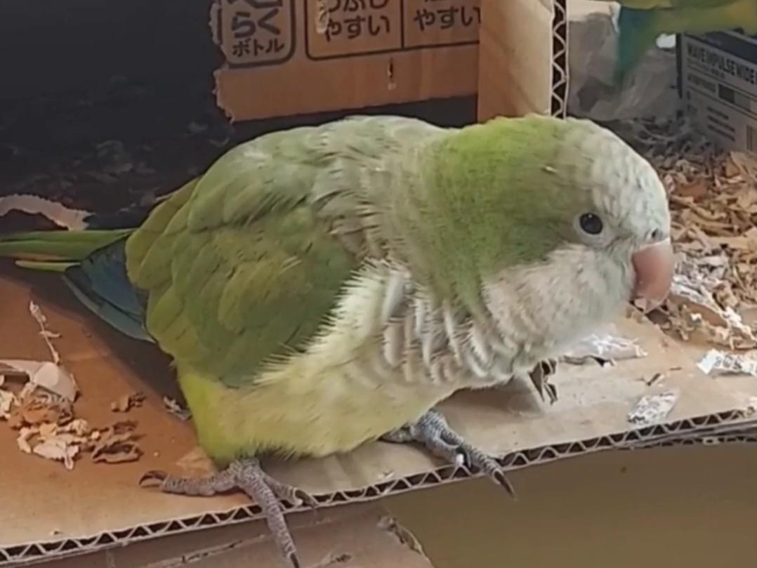 せんちゃん せんちゃん