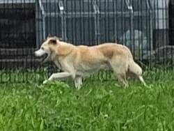 目撃された犬