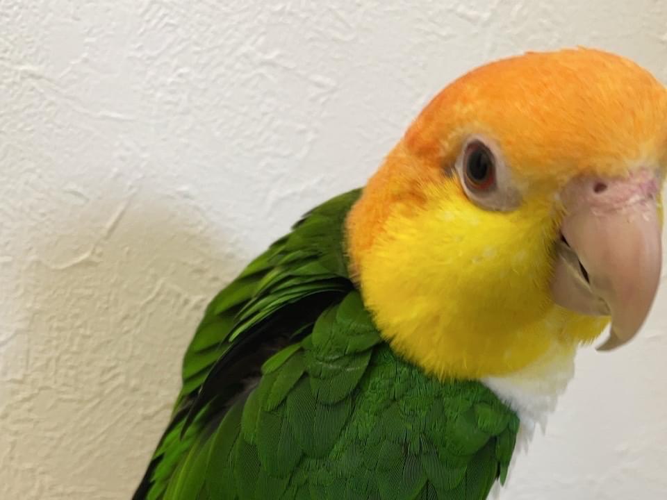 ふうこちゃん ふうこちゃん