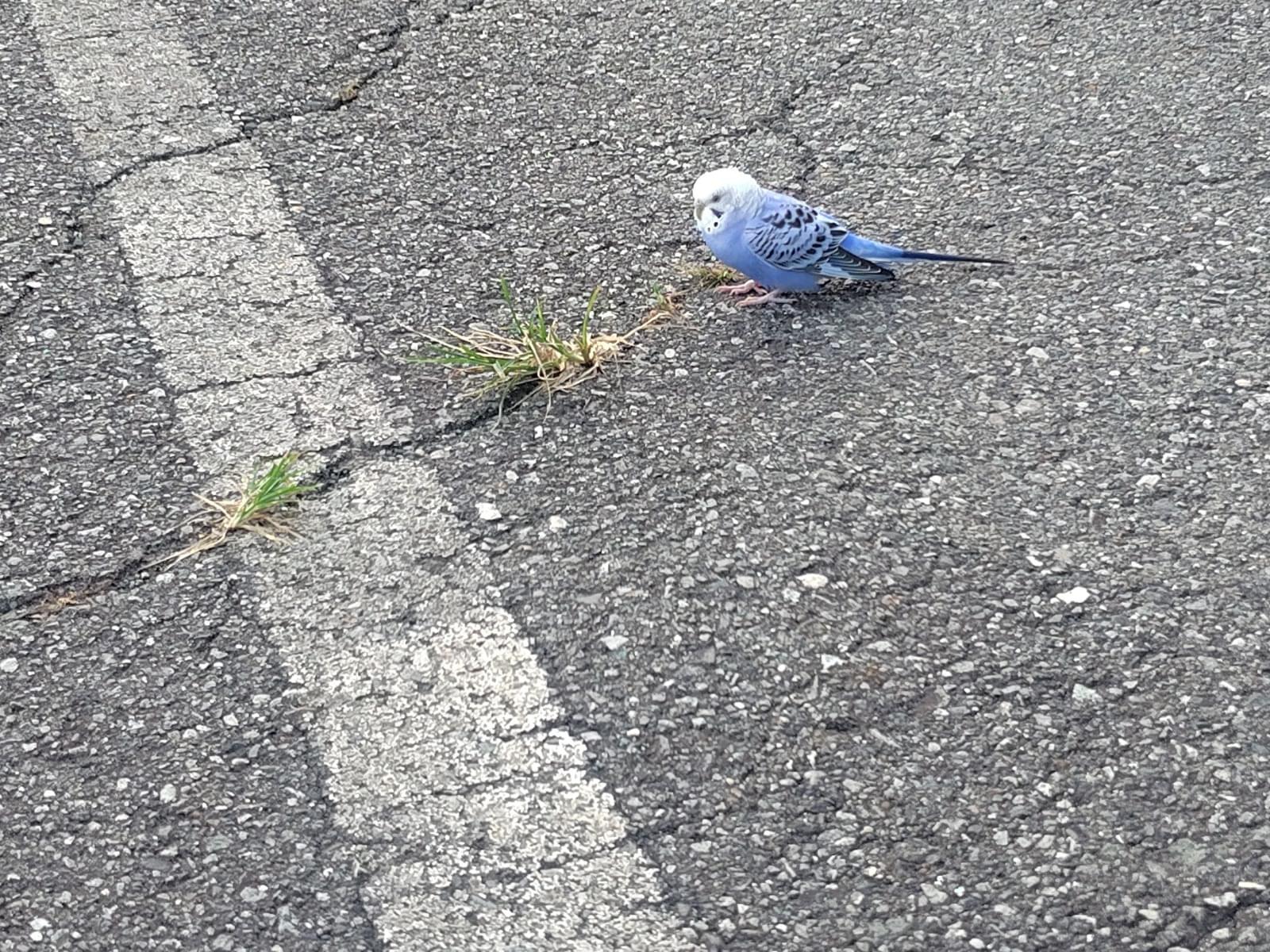 目撃された鳥 目撃された鳥