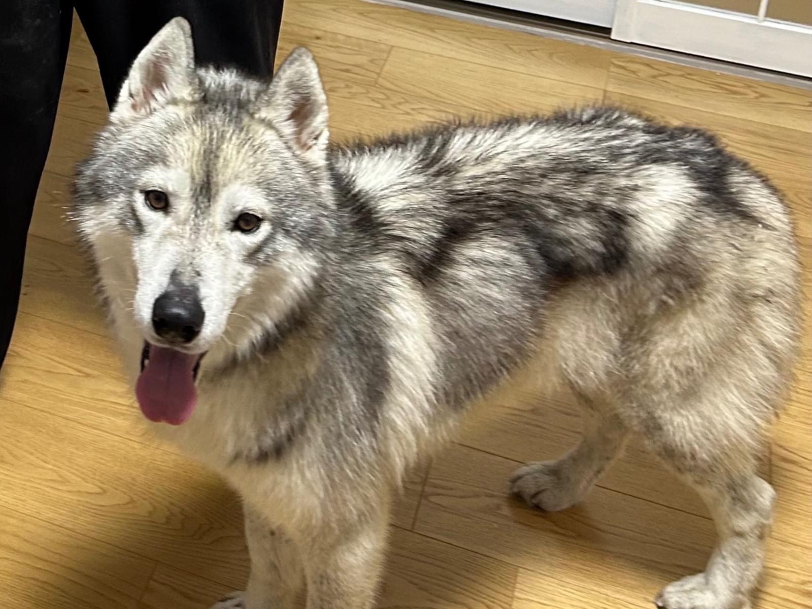 保護された犬