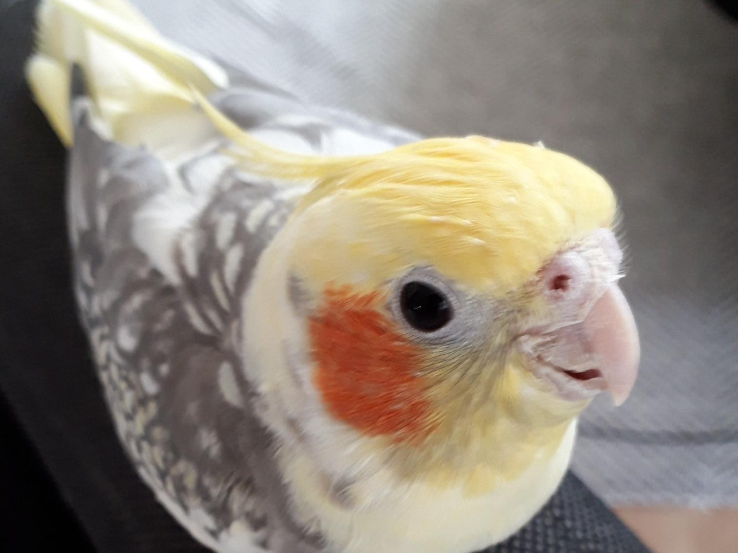 ボスちゃん ボスちゃん