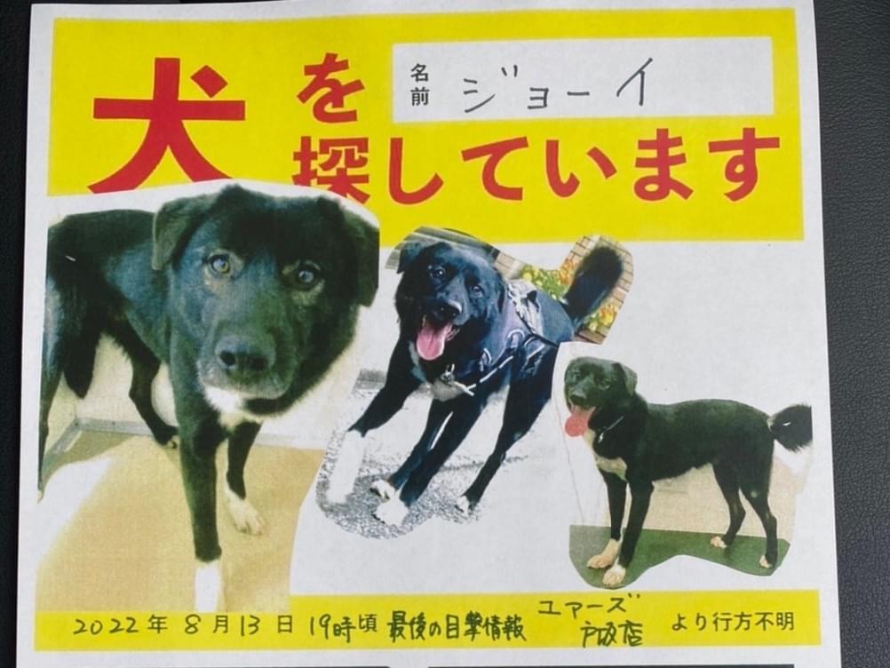 ジョーイちゃん ジョーイちゃん