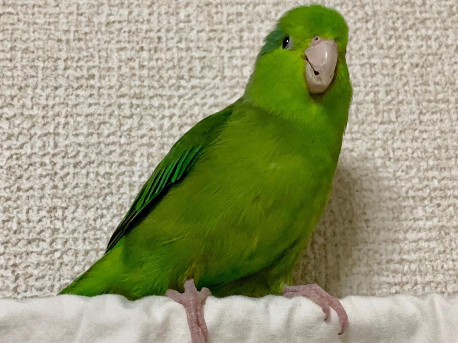 マルちゃん マルちゃん