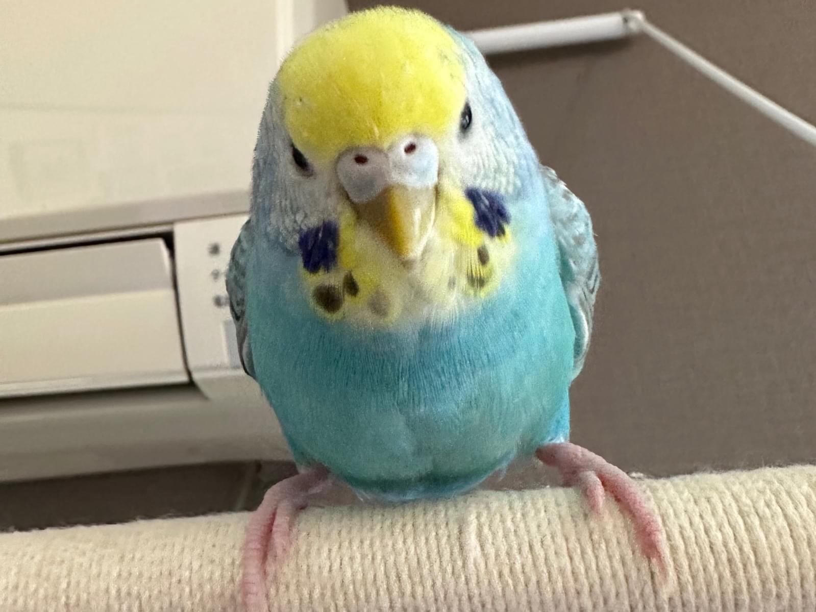 ふうちゃん ふうちゃん