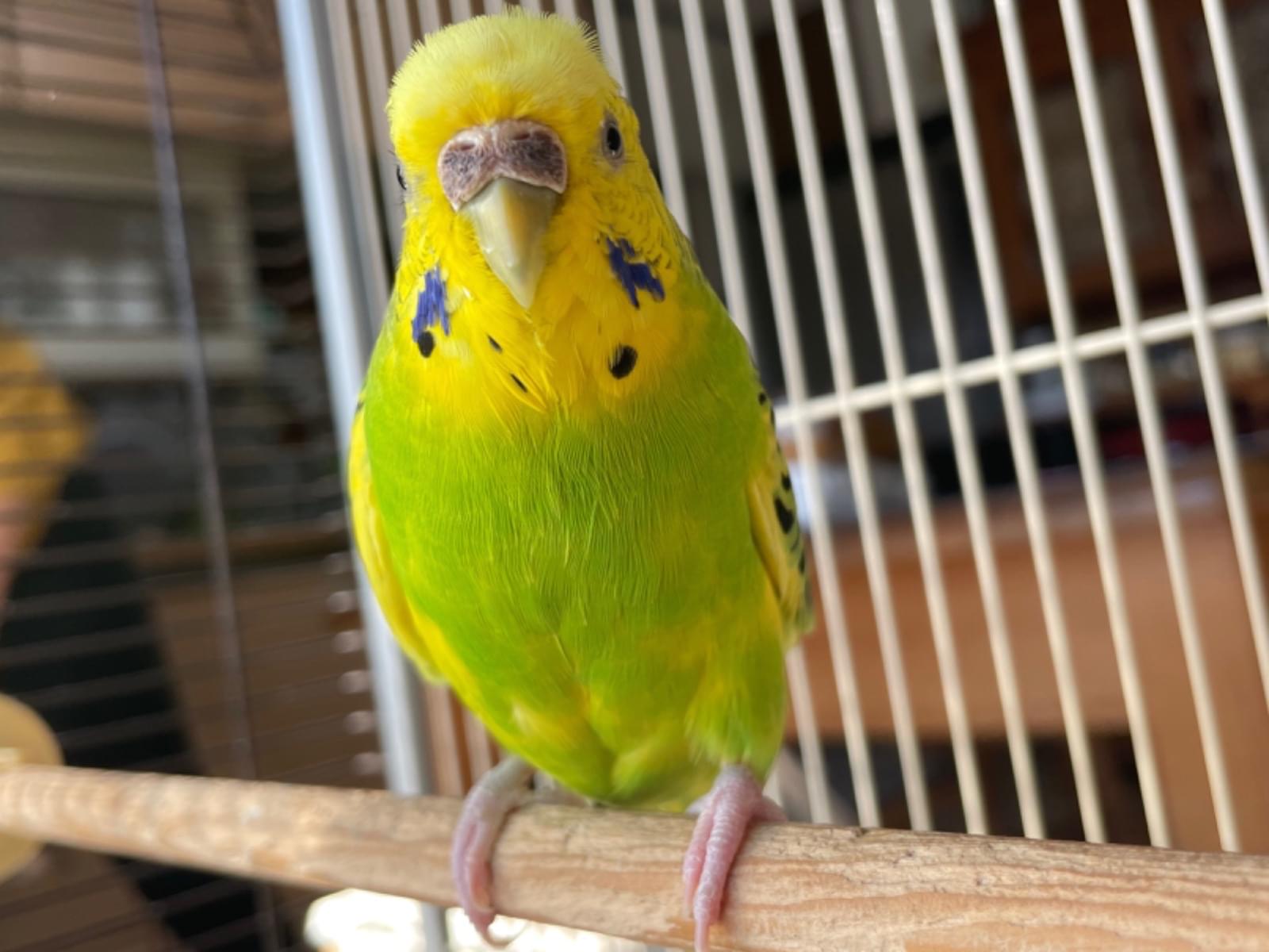 くんちゃん くんちゃん