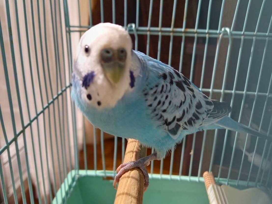 保護された鳥 保護された鳥
