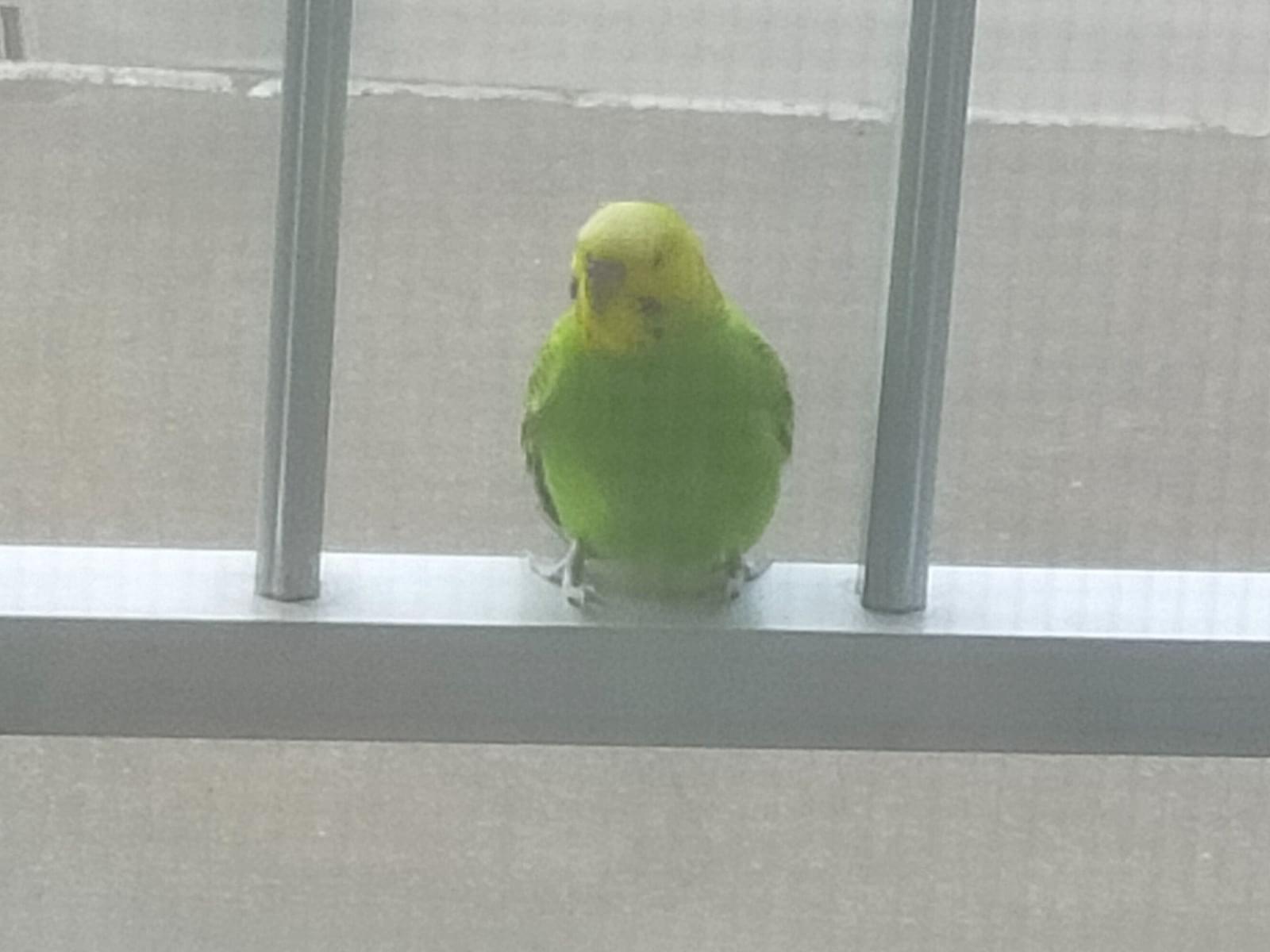 保護された鳥 保護された鳥