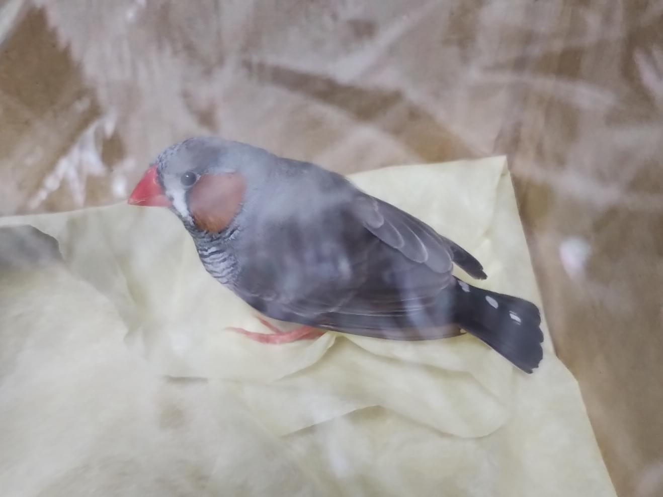 保護された鳥 保護された鳥