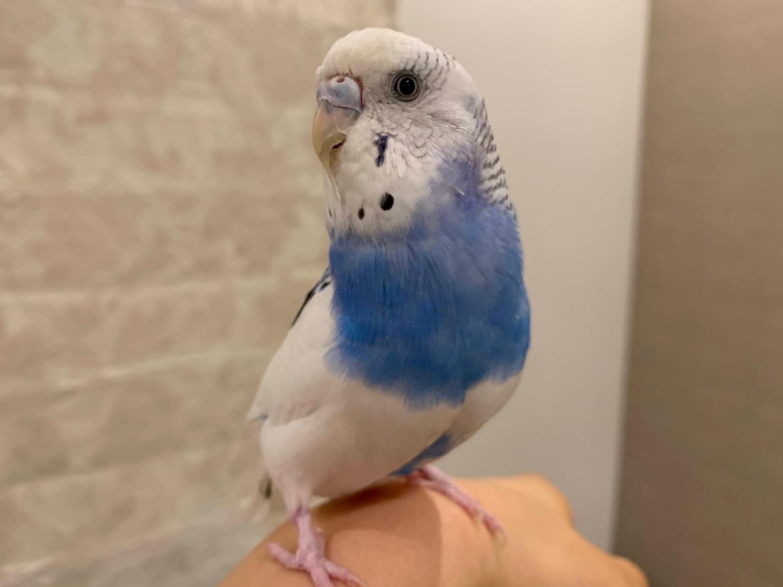 えだまめちゃん えだまめちゃん