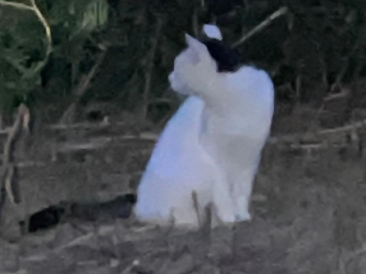 目撃された猫 目撃された猫