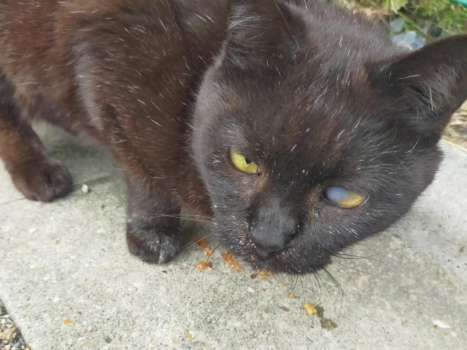 目撃された猫 目撃された猫