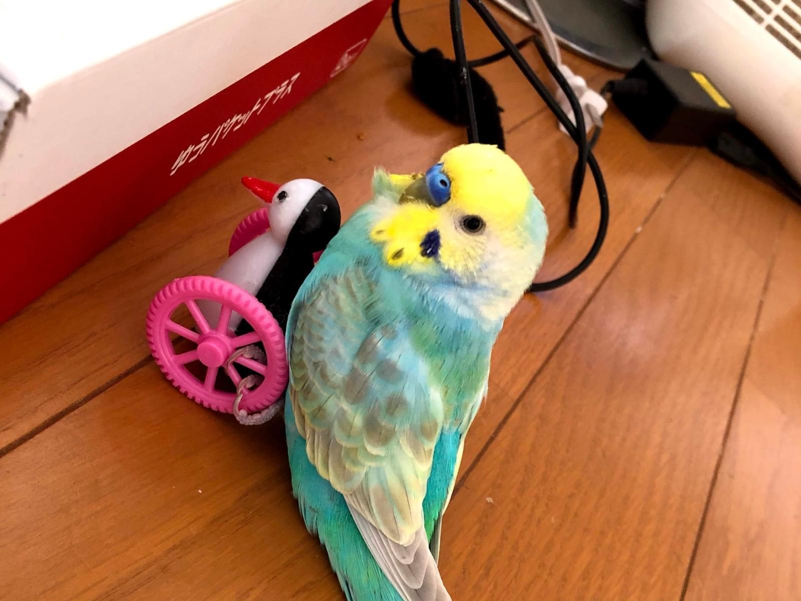ピノちゃん ピノちゃん