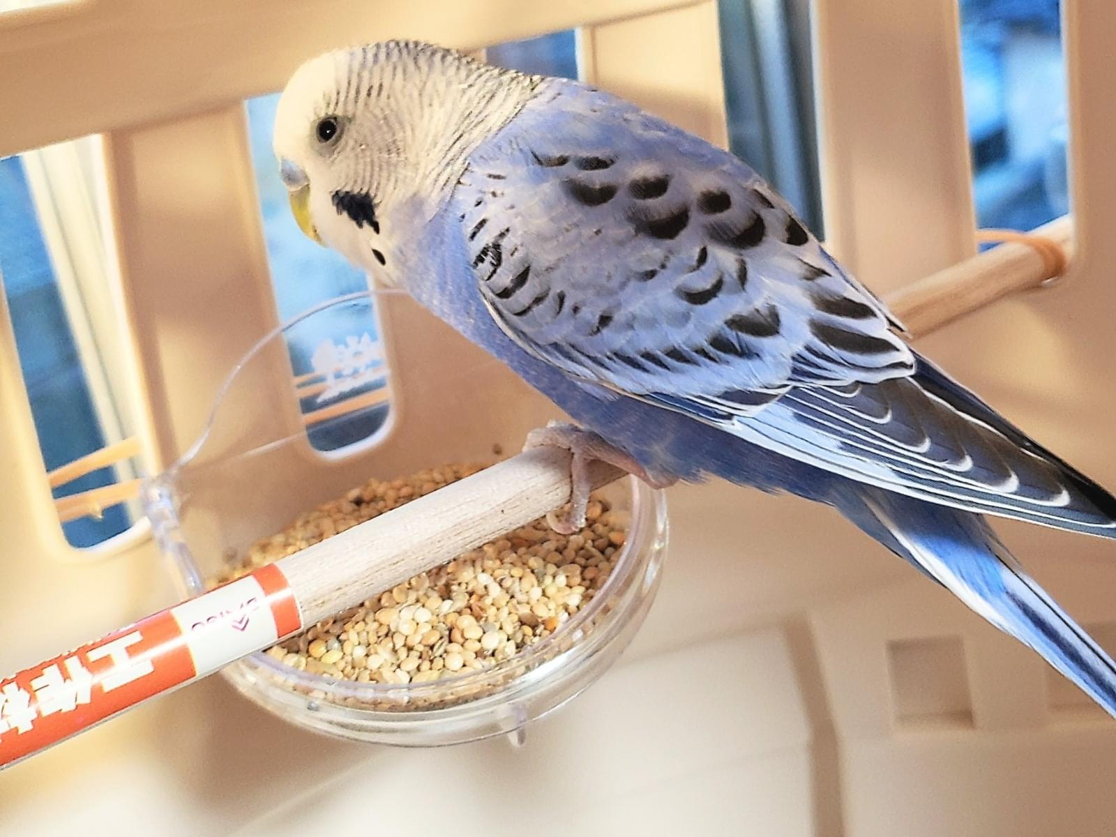 保護された鳥 保護された鳥