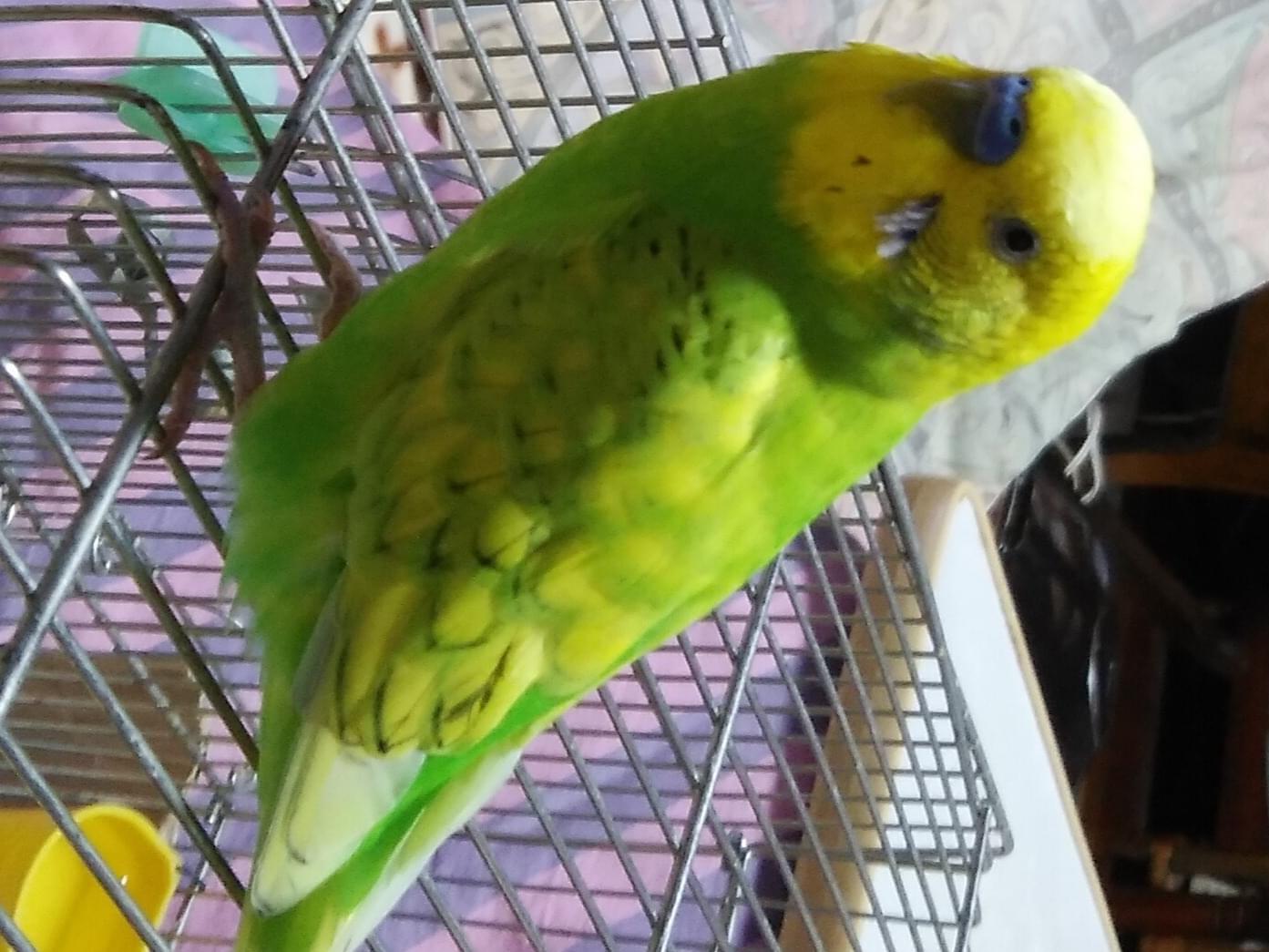 ゆずちゃん ゆずちゃん