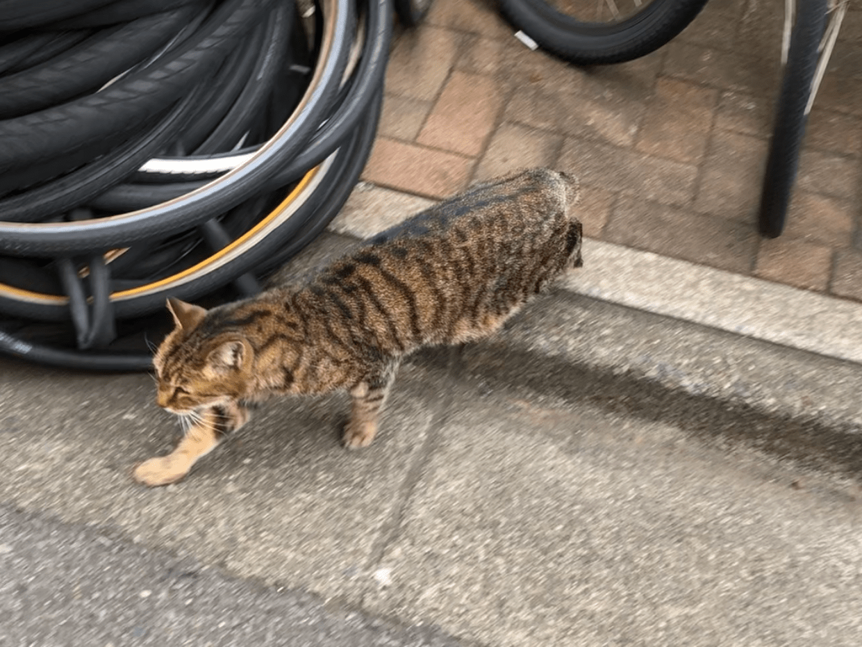 目撃された猫 目撃された猫