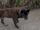 目撃された犬