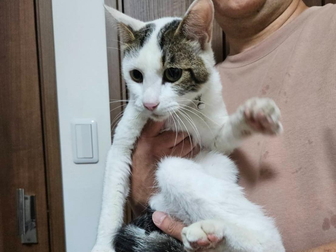 保護された猫 保護された猫