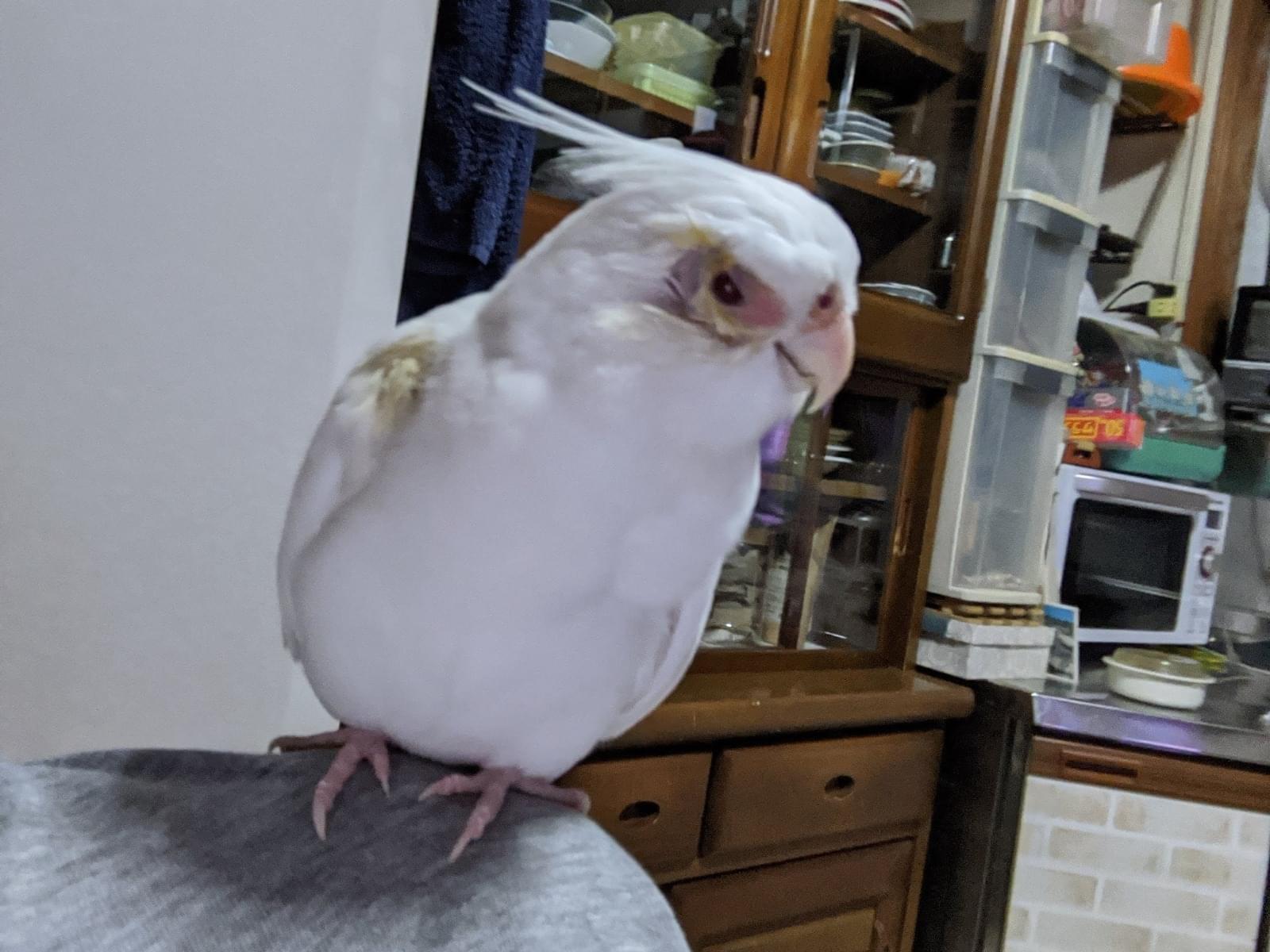 ピスケちゃん ピスケちゃん