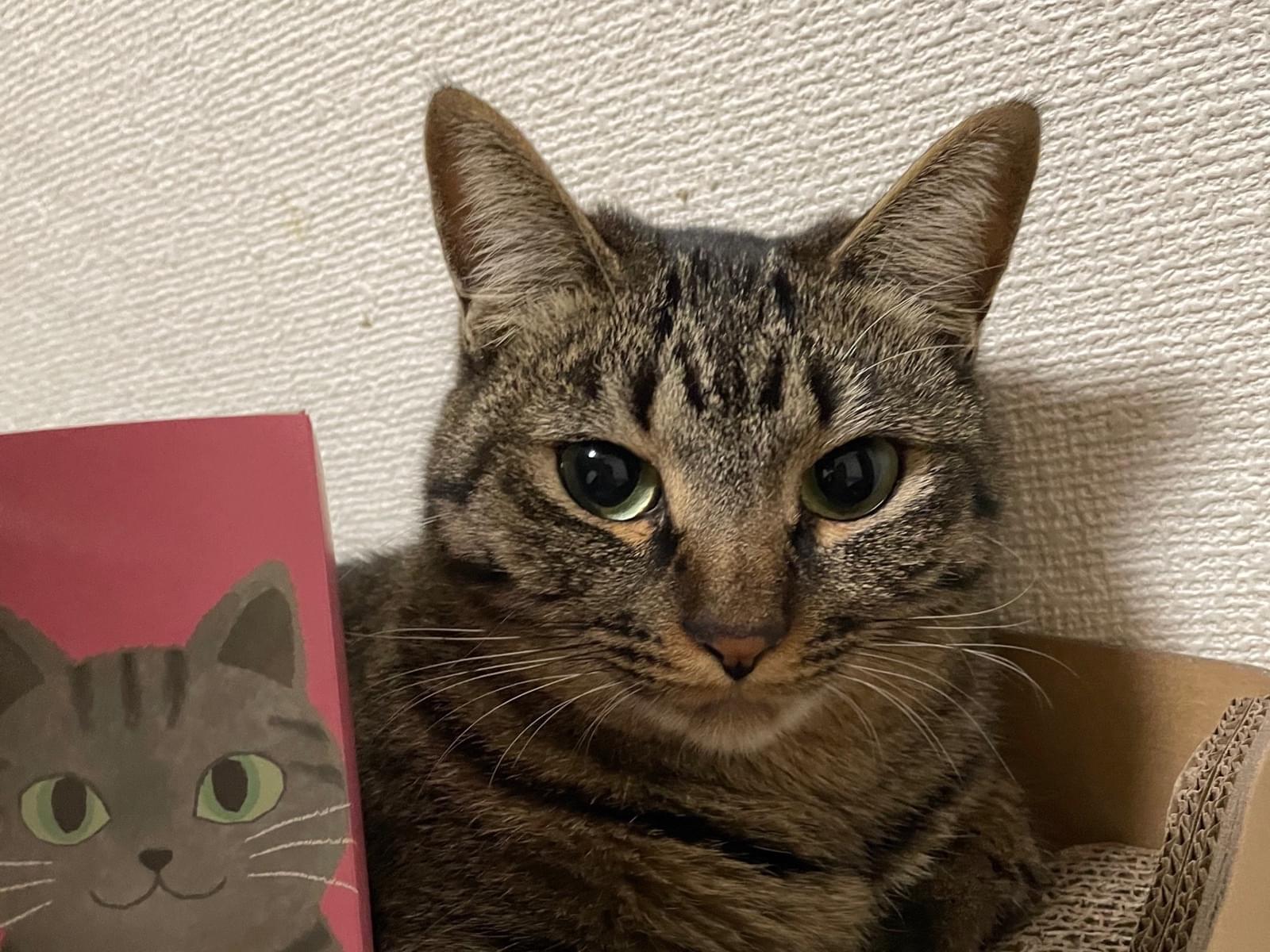 さくらちゃん さくらちゃん
