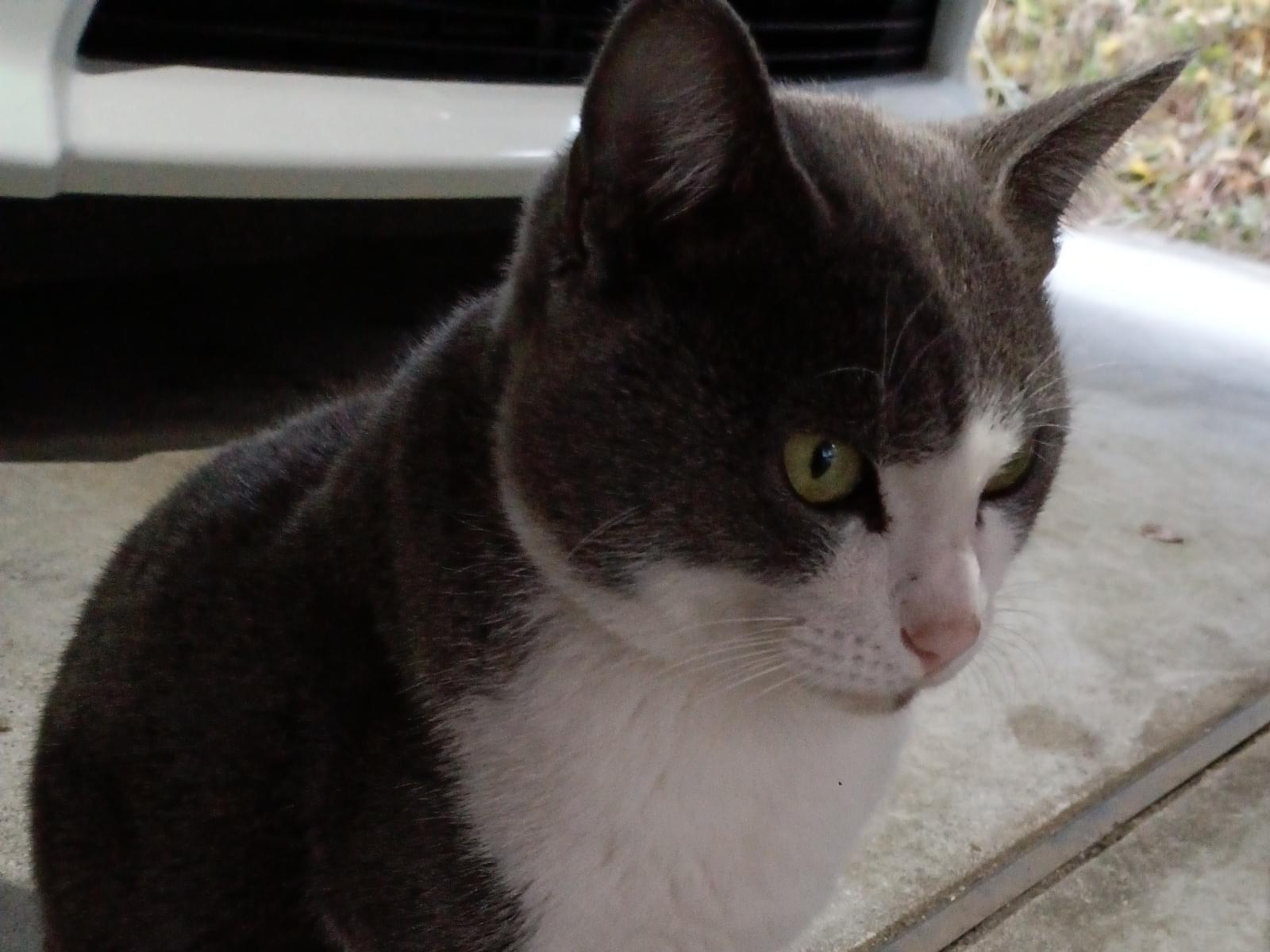 保護された猫 保護された猫