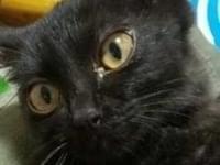 保護された猫 保護された猫