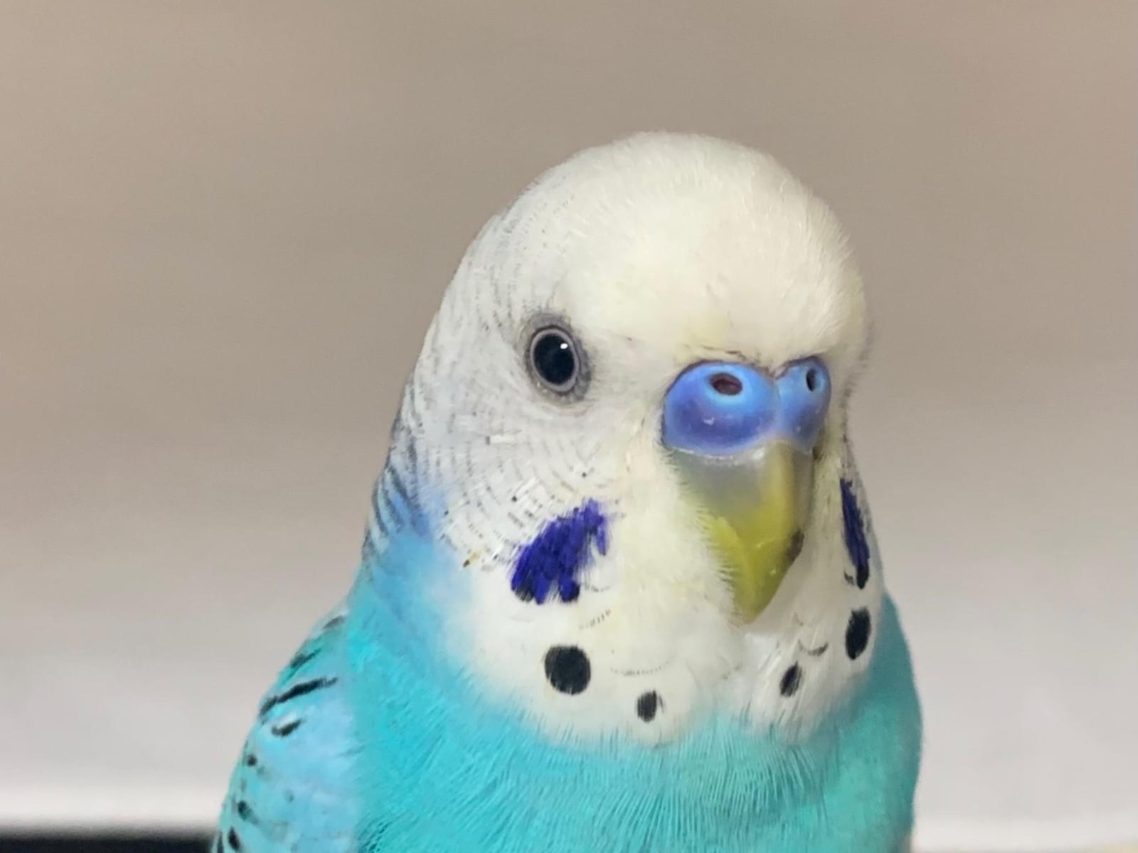 あおちゃん