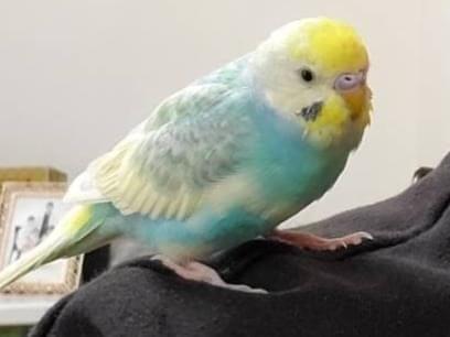 ぴーちゃん ぴーちゃん
