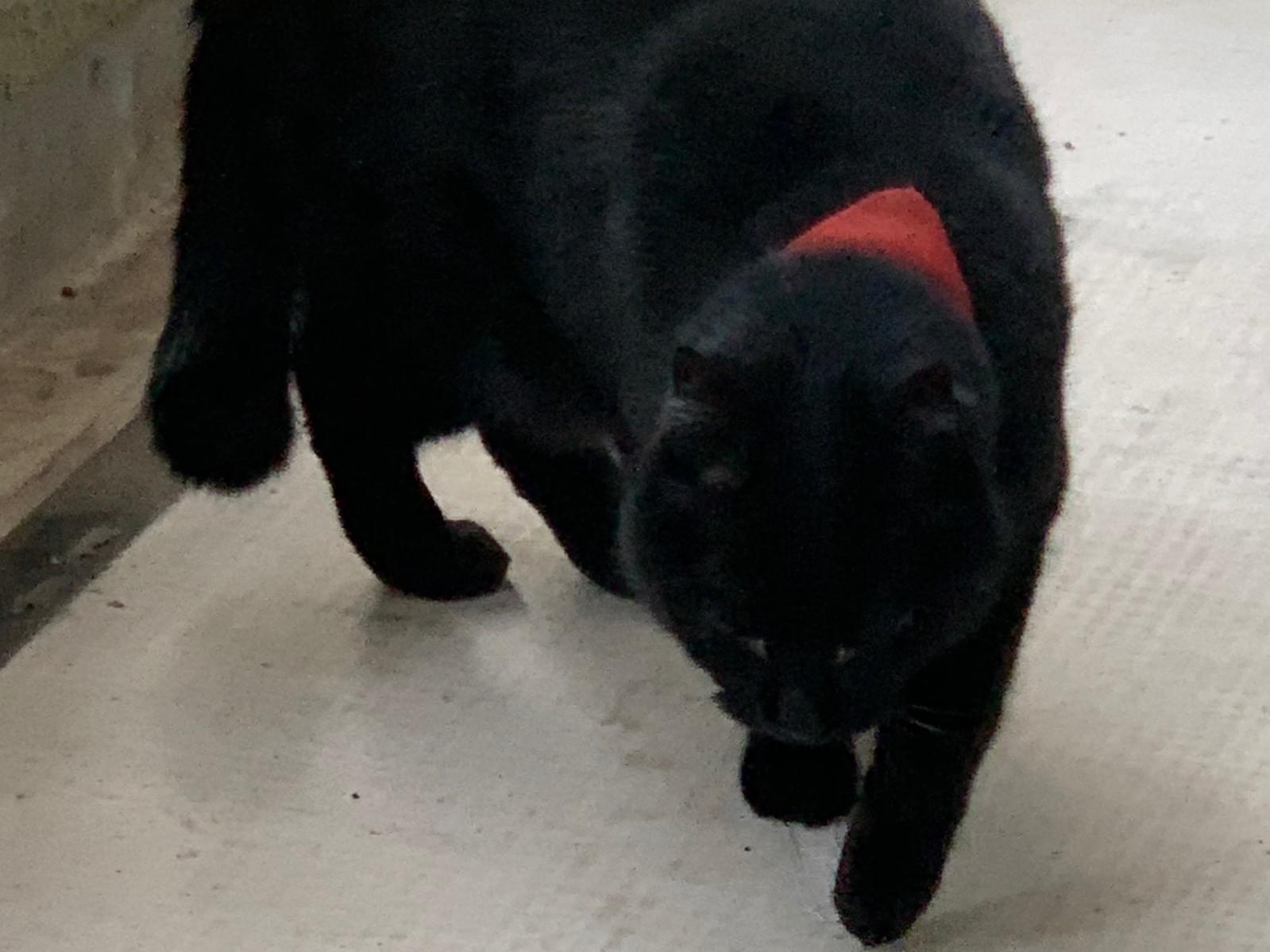 目撃された猫 目撃された猫