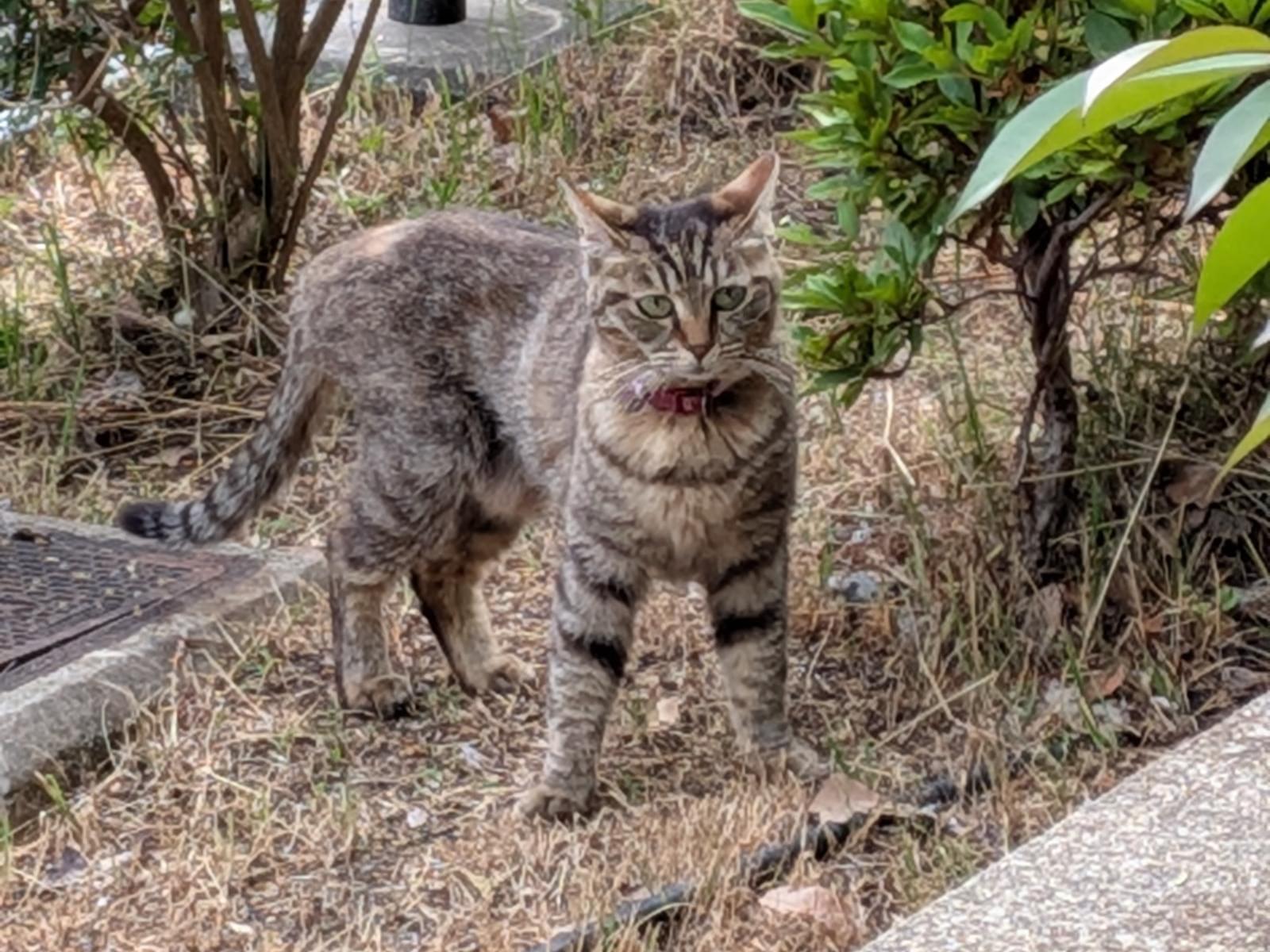 目撃された猫