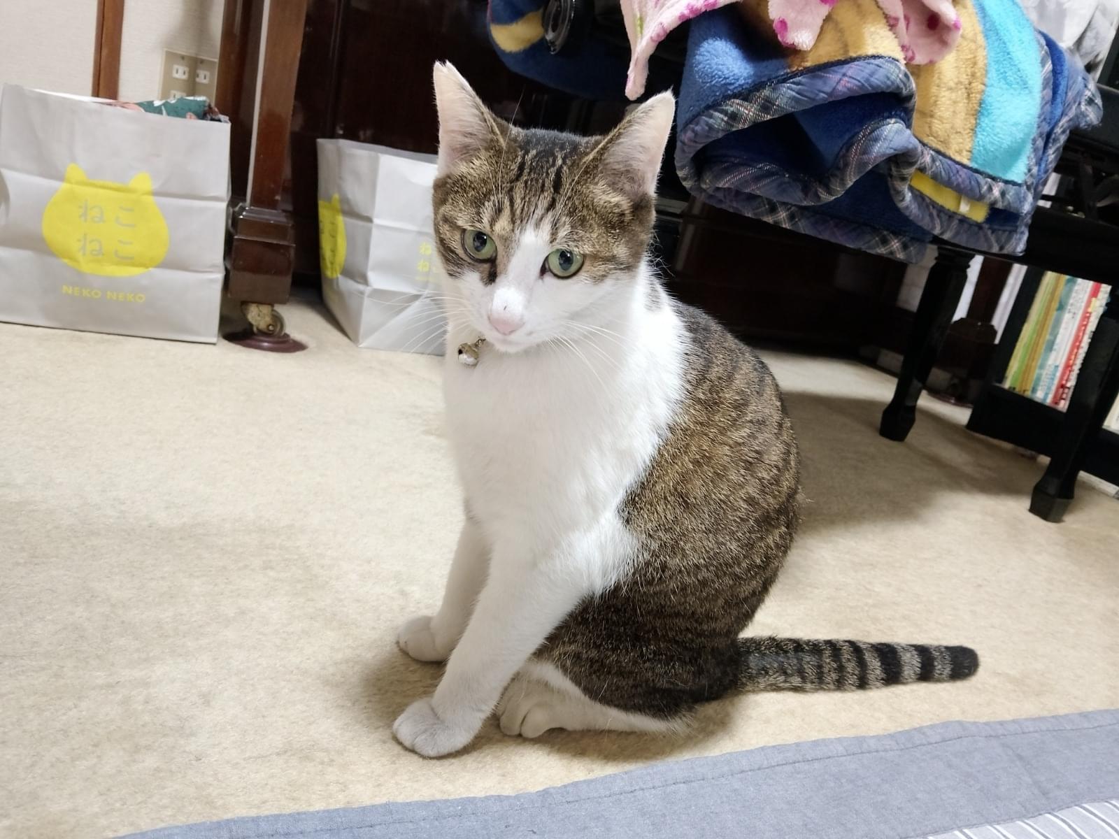 しーやちゃん しーやちゃん