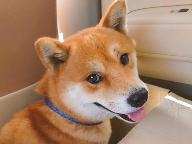 保護された犬 保護された犬